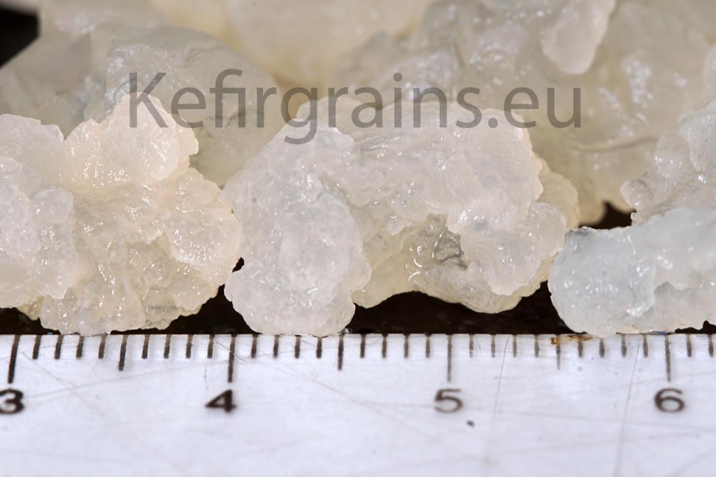 water kefir grains